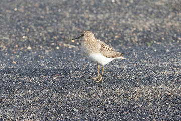 Temminck's stint stands by the lake - 739152003