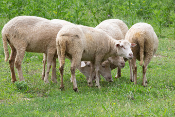 Naklejka na ściany i meble Flock of sheep is grazed on a pasture close up