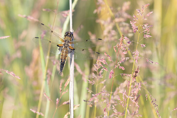 Dragonfly sits on dry grass on a green background close up - 739152028