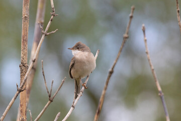 Male Common whitethroat sitting on a tree branch in spring - 739152037