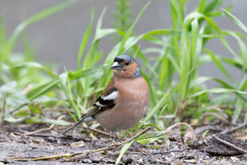A male Common chaffinch sits on the ground