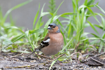 A male Common chaffinch sits on the ground - 739152038