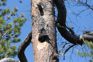 Chick of a black woodpecker peek out from a hollow - 739152071