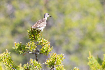 Common greenshank sitting on a pine branch - 739152078