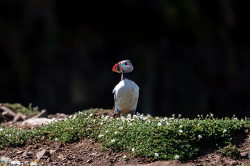 A puffin stood on Skomer Island off the Pembrokeshire coast, with white campion flowers around