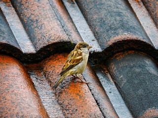 Sparrow perching on orange tiled rooftop 