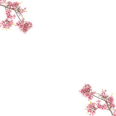 pink cherry blossom border isolated on white background 