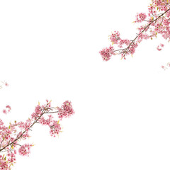 Decoration pink cherry blossom flowers png background 