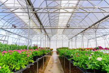 Various flowers are grown in flower greenhouse, flower garden plantation.