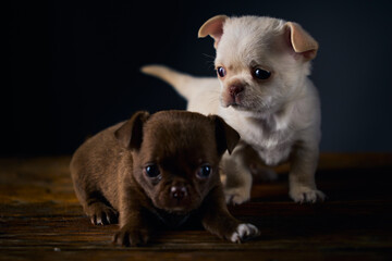 Cuite brown and white chihuahua male pups on a wooden table.