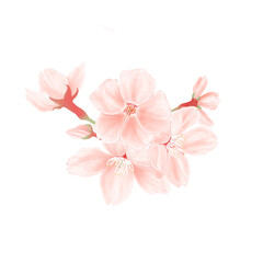 Fototapeta na wymiar 桜の花のイラスト（水彩風）