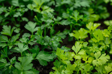 Close-up of vibrant green parsley leaves growing in a lush garden, showcasing organic cultivation.