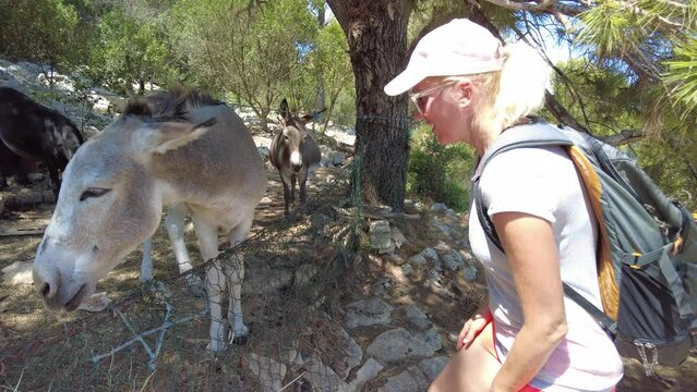 Woman petting donkeys in Dugi Otok Long Island. Telascica and Kornati national parks of Croatia. The Adriatic Sea in Europe. Coastal Dinaric donkey is a native breed of Croatia.