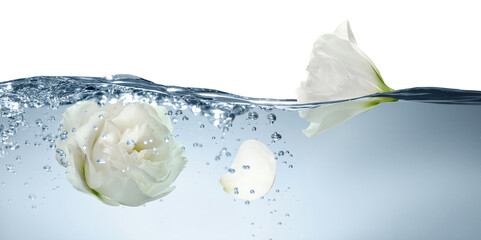 Beautiful white Eustoma flower buds in water on white background