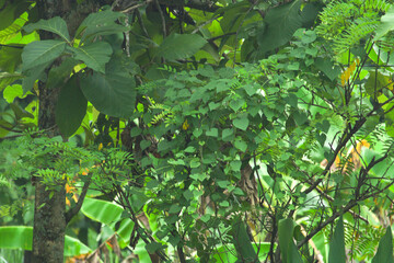 green leaves in the garden