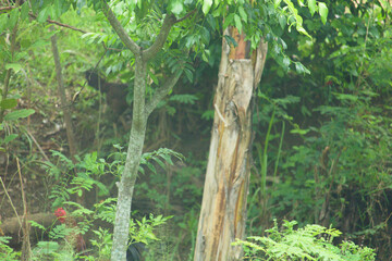 squirrel in the forest