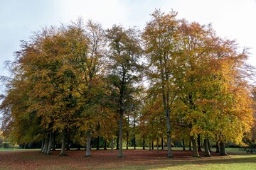 Naklejka premium golden coloured circle of beech trees in the Autumn