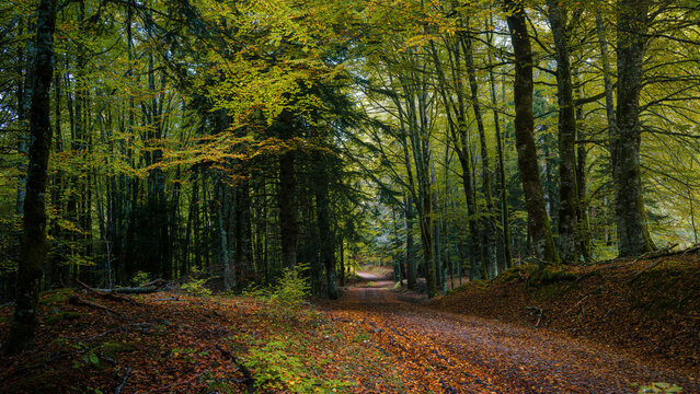 Selva de Irati Oto&ntilde;o