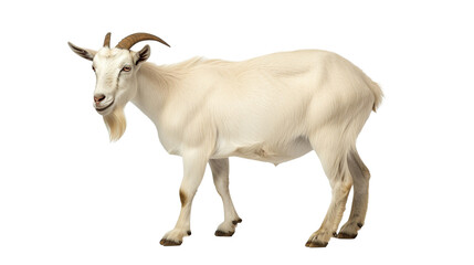 Naklejka na ściany i meble goat on transparent background