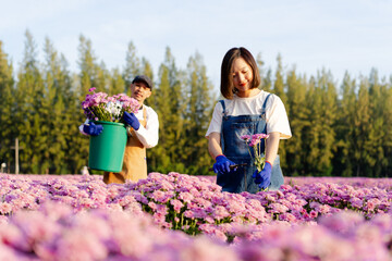 Asian female florist farmer cutting purple chrysanthemum in filed of flowers for selling at local...