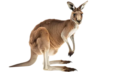 Fotobehang kangaroo on transparent background © saka