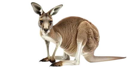 Foto auf Acrylglas kangaroo on transparent background © saka