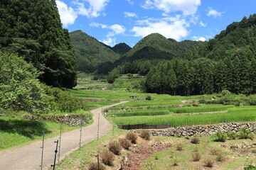 四谷の千枚田