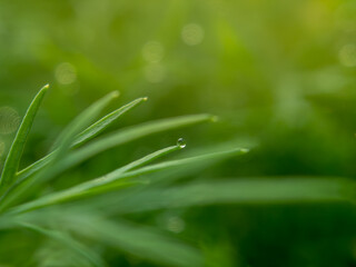 Grass with water drop at sunrise greenery nature background
