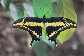 Brazilian Insect
This insects is very rare in brazilian savannah.