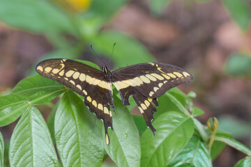 Brazilian Insect
This insects is very rare in brazilian savannah.