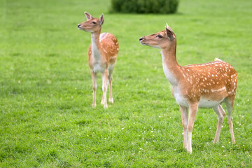 Fallow deer in a clearing
