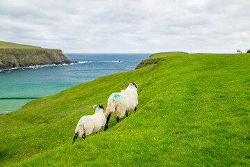 Fototapeta premium Sheep grazing near Silver Strand, a sandy beach in a sheltered, horseshoe-shaped bay, situated at Malin Beg, near Glencolmcille, in south-west County Donegal, Ireland