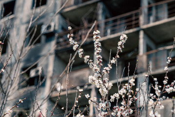 white flowers against the background of destroyed and burnt houses in the city of Ukraine