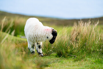 Sheep marked with colorful dye grazing in green pastures. Adult sheep and baby lambs feeding in green meadows of Ireland.