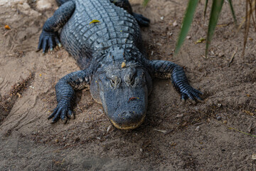 portrait of a crocodile on the ground