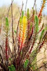 Sea Spurge (Euphorbia paralias) isolated in the sand of a beach with blurred background