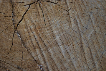 Fototapeta premium background cut of tree trunk close-up