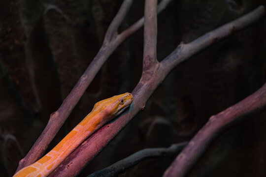 portrait of a yellow python on a branch