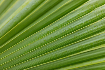 Fototapeta premium close up of palm leaf