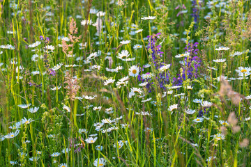 Wildflower meadow with white flowering daisies, herbaceous plants and grass in the nature of Bavaria Germany. Concept for the environment and nature conservation in Europe.