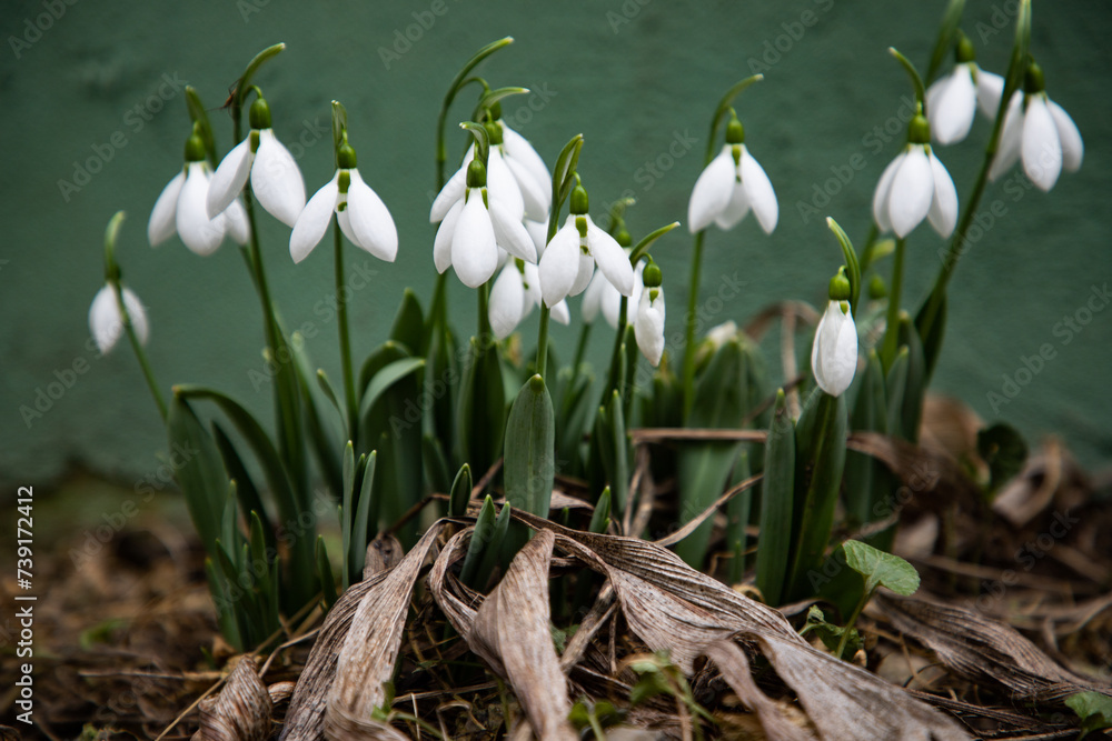 Poster bunch of snowdrops in early spring