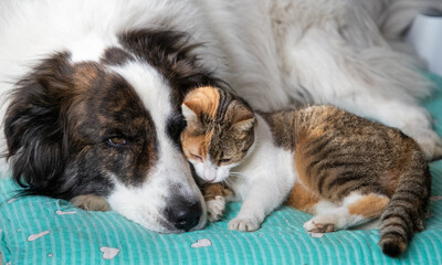 Naklejka na ściany i meble cute little dog and cat in bed