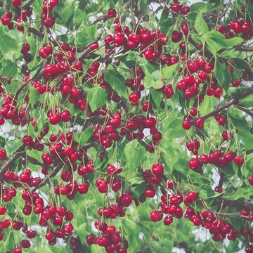red cherris