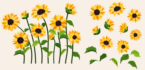Yellow sunflower background.Eps 10 vector.