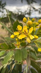Siamese senna, Siamese cassia, Cassod tree, Thai copperpod (Senna Siamea (Lam.) H.S.Irwin &...