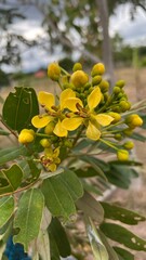 Siamese senna, Siamese cassia, Cassod tree, Thai copperpod (Senna Siamea (Lam.) H.S.Irwin & Barneby) in bloom in the garden.