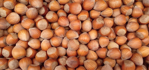 Organic hazelnuts background, pattern. Hazelnut in shell isolated. Nuts packaging design, close-up hazelnut background.	
