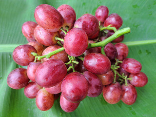 picture of fruit, bunch of grapes