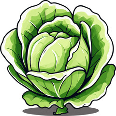 Cabbage vector illustration. Hand drawn cabbage. Cabbage icon.