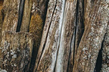 Obraz premium Brown wooden background. Aged logs with bark and lichen. Vertical texture. Rustic style. Weathered wood boards. Striped banner. Natural material